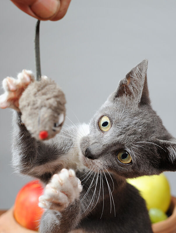 cat playing with mouse toy cat playing with mouse toy